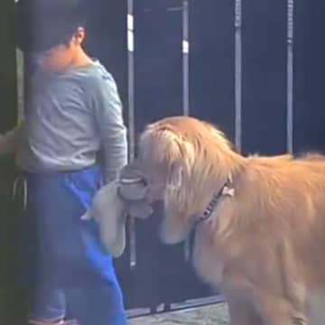 朝、お父さんに叱られた小さい男の子→大型犬がついていき…心配して見せた『まさかの行動』が109万再生「優しさがあふれてる」「涙出ちゃう」