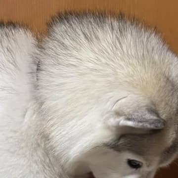 ワクチン接種のために注射をしたハスキー犬→帰宅後にみせた『まさかの落ち込み具合』に3万いいね「予想より落ち込んでたｗ」「めちゃ可愛い」