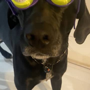 『パーティー用サングラス』を大型犬にかけてみた結果→似合いすぎている『アニメのような表情』に1万いいね「ピクサー感w」「アメリカン」