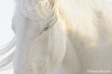 岡田敦写真展：ユルリ島の馬