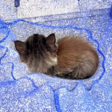 自宅前で黒猫の赤ちゃんを保護→弱っている様子で…思った以上に『素敵な結末』が話題「ゴージャス黒ニャンになる予感」「末永くお幸せに」