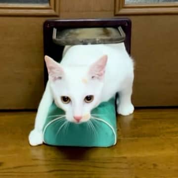 物を運ぶのが好きなネコ→部屋の外から何かを持ってきて…『どう見ても無理がある光景』に爆笑「熟練度マシマシww」「戻しちゃったww」