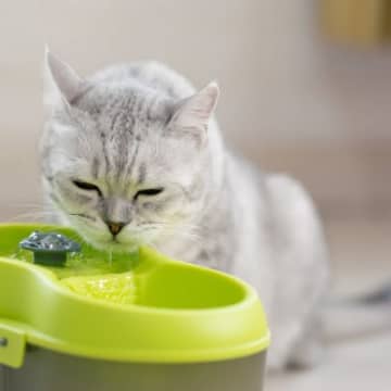 猫が使う『水飲み器』にはどんなタイプがある?それぞれの特徴から適切な選び方まで
