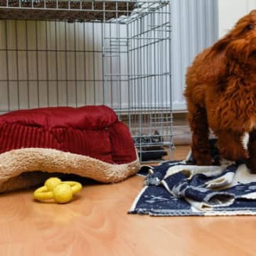 犬が『夜中に暴れる』4つの理由 放っておいても大丈夫?落ち着かせる方法までご紹介