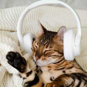 猫と『音楽』に関する豆知識5つ　 好みやすい曲調や聴かせたときのメリットもご紹介