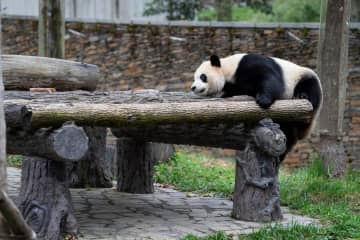 パンダの「小奇跡」、よいしょと高い所へ　中国四川省