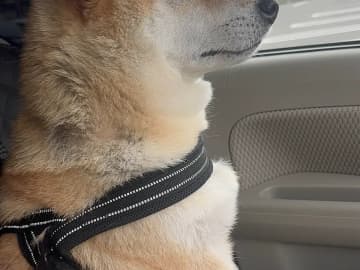 動物病院に連れていかれた柴犬　帰り道で見せた顔に「完全にいじけている」