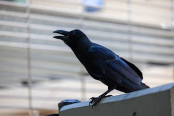 カラスに襲われやすい人の特徴６選　知らずに刺激してしまう行動とは