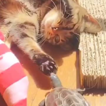 保護された『猫と亀』→いっしょに暮らし始めて３年…現在の『心温まる日常の光景』に２万いいね「ベストフレンド」「失われた野生ｗ」