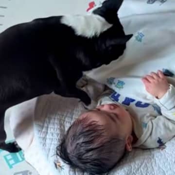 どうしても赤ちゃんと一緒に寝たい犬→そっと隣にやってきて…まさかの『可愛すぎる行動』に反響「すっかりお姉ちゃんだね」「守ってる」