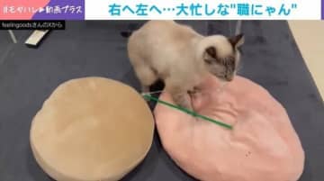 新入り登場でフミフミ業務増…右⇒左⇒右と大忙しな“パン職人”猫に「一つに絞れないの人間でも分かるw」共感の声