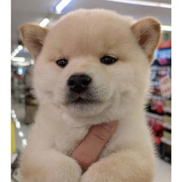 生後2カ月の“もちもち柴”と出会って家族に　1才の現在は凛々しい“きつね顔”に成長！