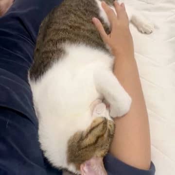 飼い主の腕枕に顔をうずめて眠る元保護猫　尊すぎる姿に「これ以上の幸せがあるだろうか」とキュン！