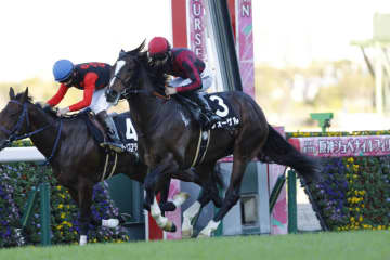 【さざんか賞】アルアイン産駒フォーゲルが2連勝