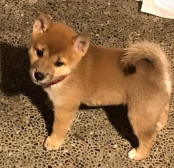 イタズラ盛りだった生後2カ月の柴犬子犬が、約7年後には飼い主の言葉を理解できるコに成長！「心から守りたい」存在に