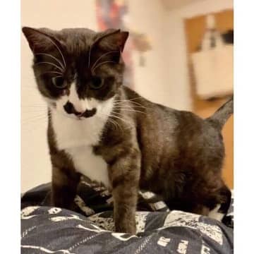 保護猫カフェで出会った子猫に完全ノックアウト！　家族になって4年、“人間好き”が加速する姿が愛おしい