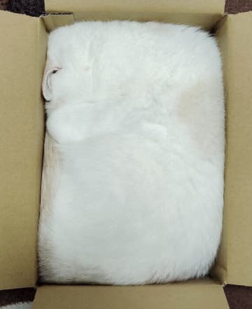 ダンボール箱に“完全な四角”でハマる猫　思わず二度見の姿が21万いいねの大反響
