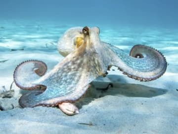 本物そっくり「タコ型ロボット」誕生間近？ 水中を泳ぎ、体色を変えてカモフラージュも