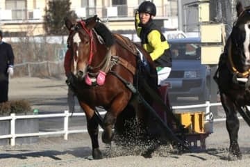 【ばんえい十勝】新人騎手が初騎乗…阿部優哉騎手、臼杵龍美騎手、吉田理人騎手コメント