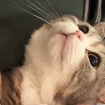 猫が苦手な『爪切り』をしようとしたら…『ぴえん顔で訴えてくる』たまらない光景が789万再生「お願いしてる感じが可愛い」「抱きしめたい」