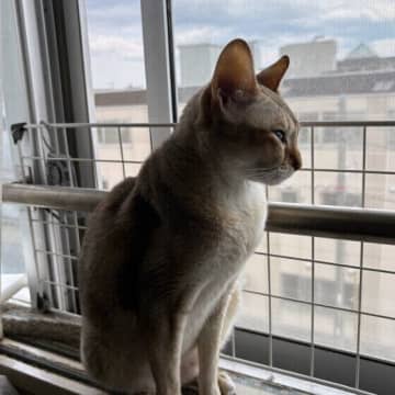 香りの強いものは置かないで！　猫と暮らすうえでの4つのNG行動