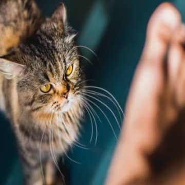 猫が飼い主を『襲ってくる』ときの原因3つ　攻撃的になる理由や対処法も解説