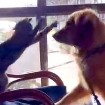 高熱でぐったりしていた大型犬→子猫が遊びに誘った結果…あまりにも尊い『優しすぎる光景』に反響「ムリせずに遊んでいて凄い」「優しい」