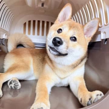 来客時に犬が感じるストレスと対処法　愛犬の目線に立って考えよう！
