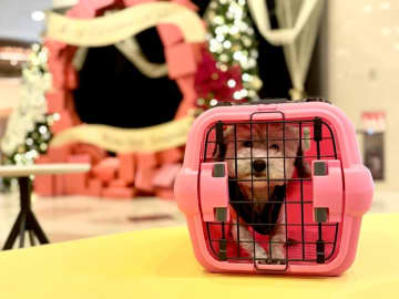 大阪〜神戸からアクセス抜群！「都ホテル 尼崎」わんちゃんとホテルステイ