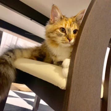 猫は人の視線をどう感じている？　視線の研究でわかった3つのこと