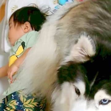 赤ちゃんを守る大型犬→小型犬も近くで…大きさが違いすぎる『守り神』が可愛すぎると2万いいね「どちらも守る眼してる」「ハスキーの貫禄ｗ」