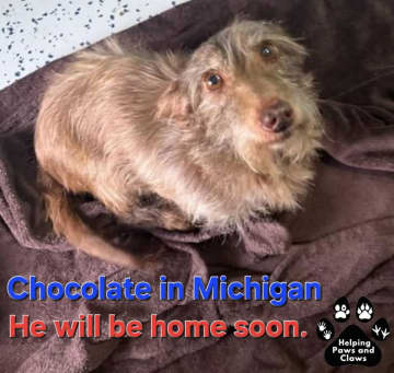 米国で５年間行方不明の犬を３６８４キロ離れた場所で発見　マイクロチップが役立つ