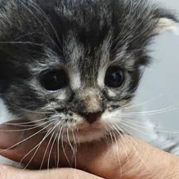 手のひらサイズだった『大型猫の赤ちゃん』→成長すると……あまりにも劇的な『見違えるビフォーアフター』に感動！「尊すぎる」