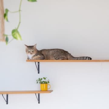 猫が暮らす部屋を『スッキリさせる』4つのアイデア 　安全を守るための工夫もご紹介