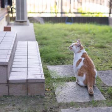 猫にも『帰巣本能』があるとされる3つの説　どんな能力があるの？実際の事例もご紹介