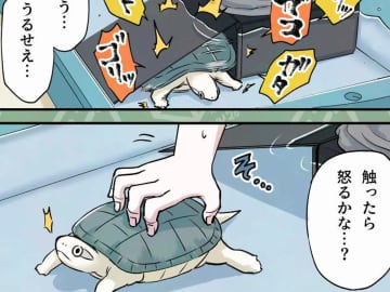 「爪でちょっと…」飼い主がカメの甲羅を触った瞬間？　予想以上の“反応”に「吹いた」
