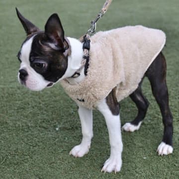 「子犬時代の服を着てみたら」ボストン・テリアの成長ビフォーアフターに思わずクスッ！