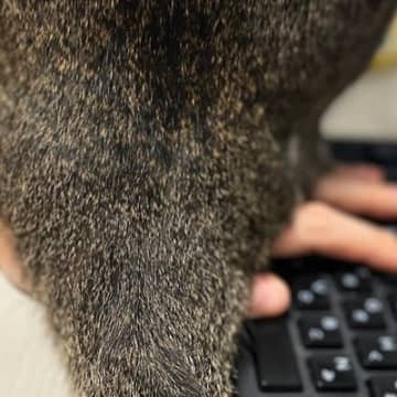 パソコンで作業をしていたら、猫がやって来て…思わず笑う『ネコハラの光景』に２万いいね「おケツスタンプｗ」「仕事できないねｗ」