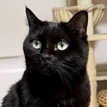 『全然戻ってこないパパ』を心配する様子の黒猫→戻ってくると…見つけた瞬間の『尊い行動』が52万再生「感動の再会」「可愛すぎて泣きそう」