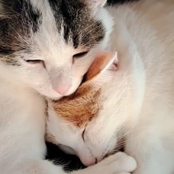 ゴミ捨て場で見つかった生後2週齢の子猫たち　「11年経った今」の仲良し姉弟ぶりにほっこり