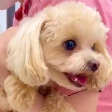 深夜に息を荒げ、震え始めた犬→『心臓病かも』と病院に連れて行ったら…衝撃的な『まさかの診断結果』に132万再生の反響「なんて恐ろしいｗ」