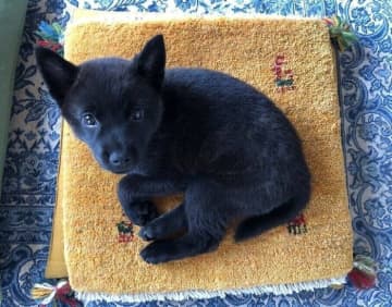 座布団より小さかった生後2カ月の甲斐犬子犬→5才になり、座布団からはみ出るほど大きく成長した姿にほっこり！