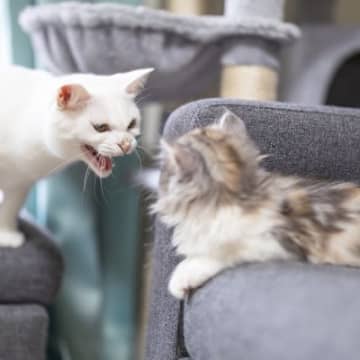 『気性が激しい猫』に見られがちな特徴4つ　暴れてしまう理由や上手な関わり方も解説