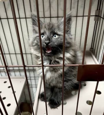 お迎え初日から“爆睡”してマイペースに過ごしていた生後2カ月の子猫→約半年で毛色が黒くなり、“イケメン”なコに成長!