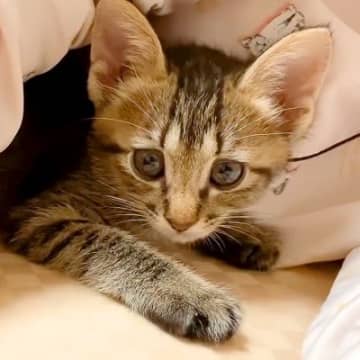 布団にもぐりこんできた子猫→初めて添い寝した結果…『愛おしくてたまらない光景』が96万再生「最高の至福の時間」「羨ましさ100倍」