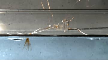 開発の鍵はアメンボの脚？ 自然界の模倣から生まれた昆虫型マイクロロボット