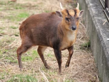 東京23区への侵入「Xデー」は近い? 特定外来生物キョンが江戸川を泳いで東京の土を踏む日