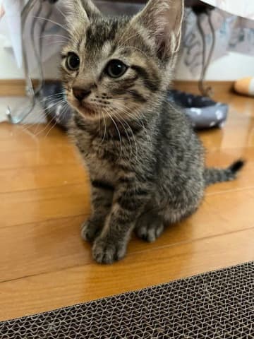 炎天下の中、車の下で必死に鳴いていた子猫を保護→約4カ月後、“やんちゃ盛り”の元気なコに成長した姿にほっこりする