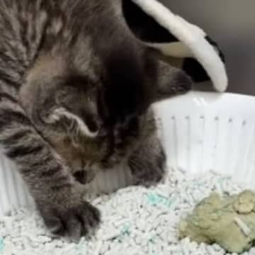 動物病院で『力が尽きたように眠っていた子猫』…まさかの『診断名』に"爆笑"124万再生「トイレの前でお利口ｗ」「ゆっくりしてｗ」