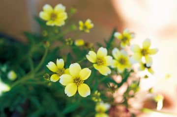 12月8日の花とは？【366日の誕生花と幸せの花言葉】